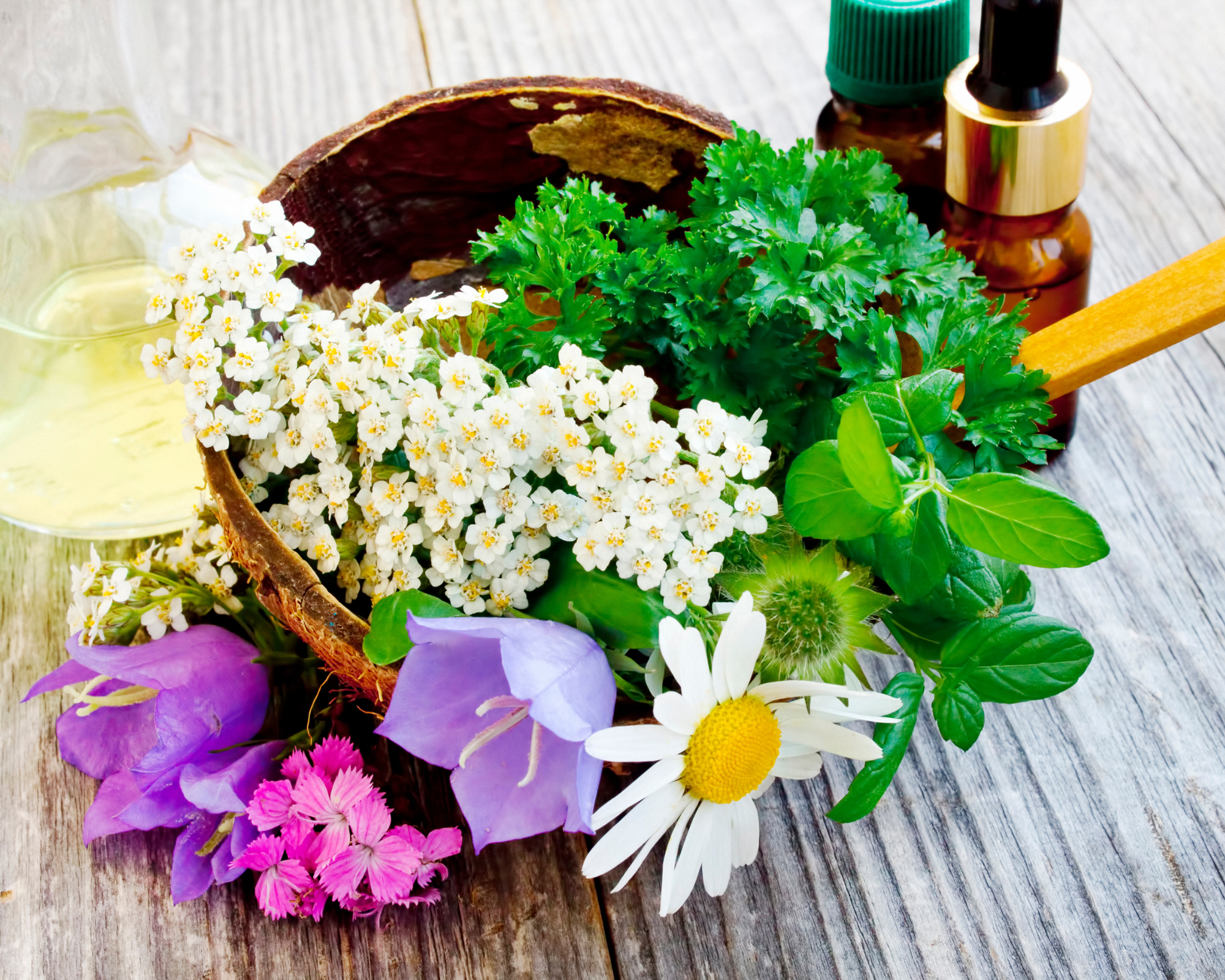Plantes Médicinales : L'Alternative Naturelle pour une Santé et un Bien-être Harmonieux