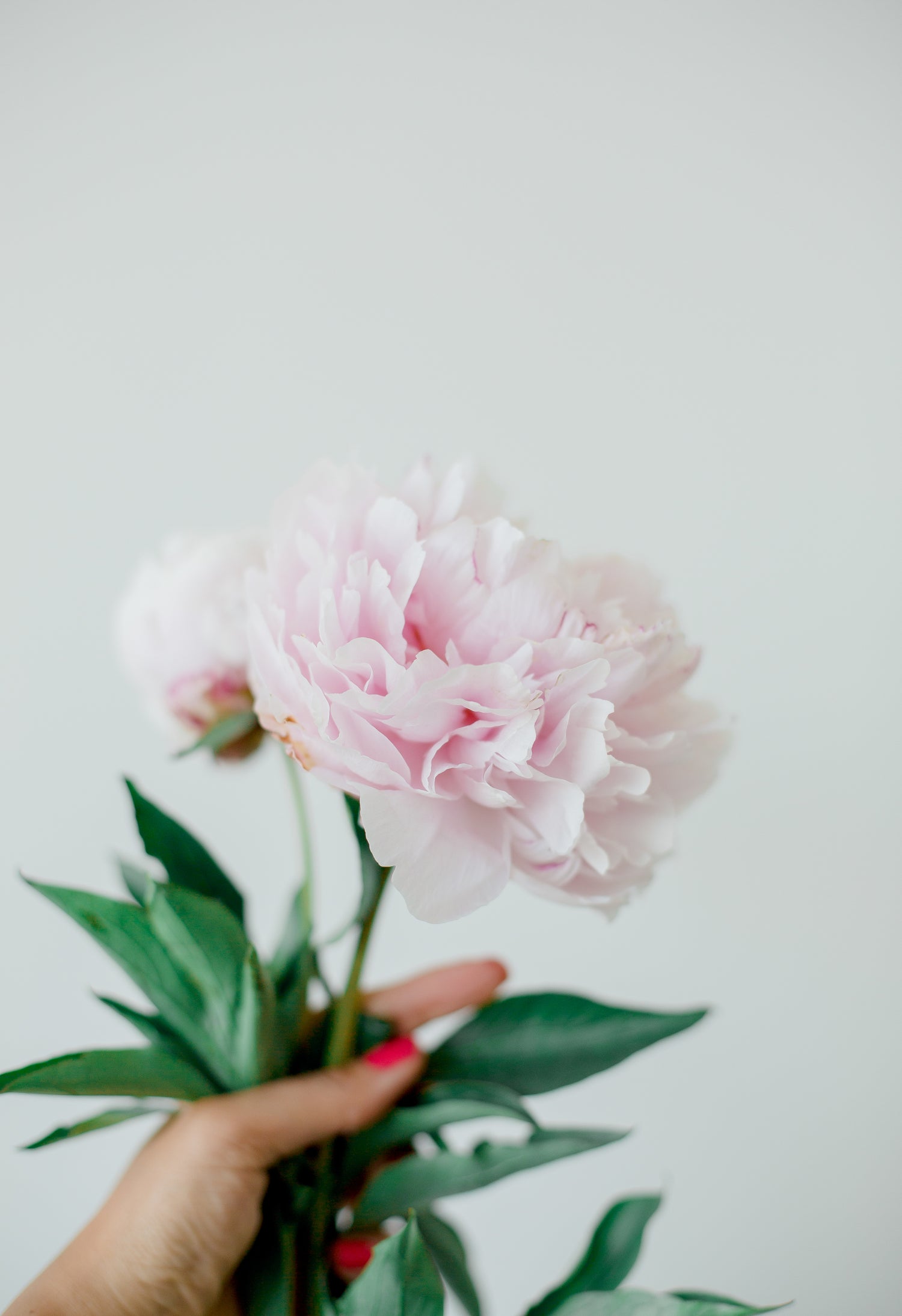 Blush pink peany in hand