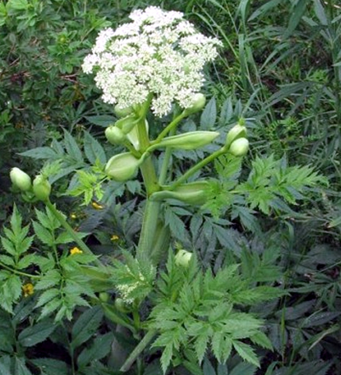 angelique de Chine