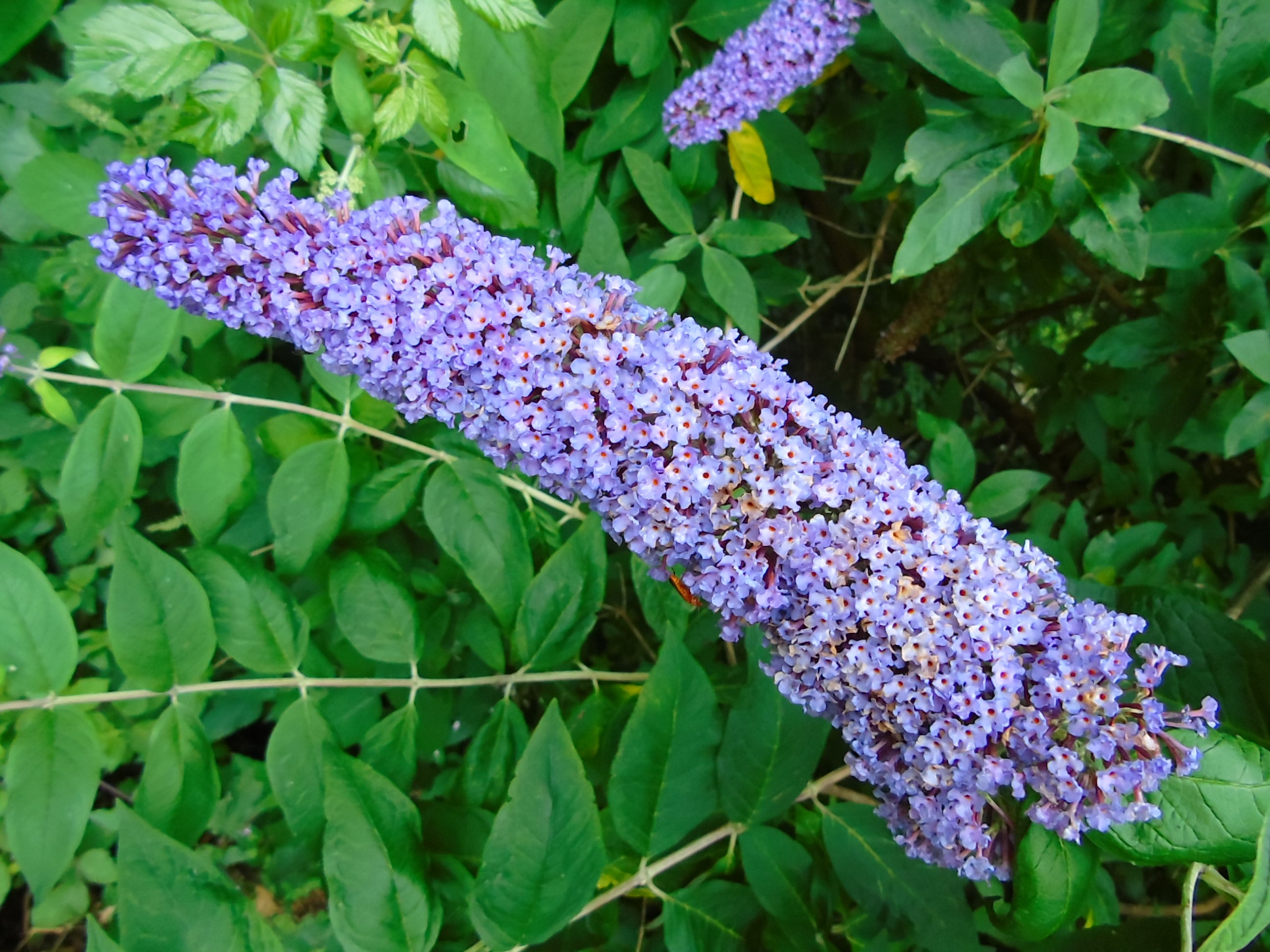 Fleur du Buddleia