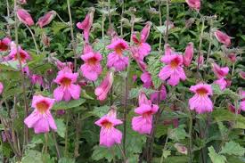 Rehmannia