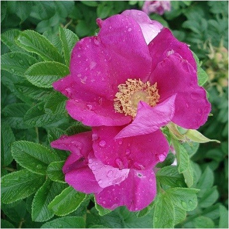 Rosier du Japon